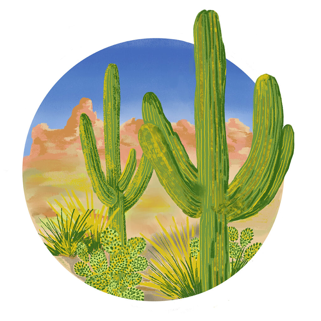 Desert cactus